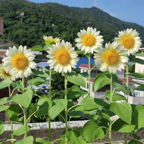 Sonnenblumensamen, zimmerpflanze sonnenblume, bodendecker stauden gartenblumen balkonblumen zimmerbonsai gartenpflanzen balkongarten topfpflanzen deko büro blumensamen mehrjährig 90pcs