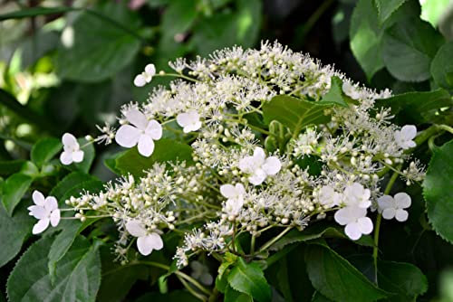 Suttons Climbing Hydrangea Petiolaris, Shade Loving Plant, White Flowers with Heart Shaped Leaves, Ideal for Cottage Gardens, Patios and Containers (2 x 2 Litre Pot)