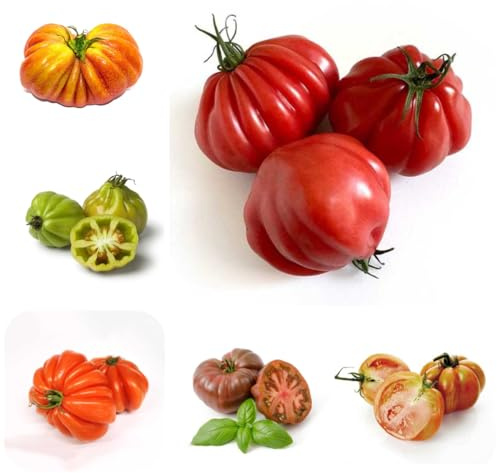 semillas de tomate carne, tomate exóticas variedades antiguas resistentes para el jardín verdes jardín rocas exterior resistentes corazón buey, para 300pcs