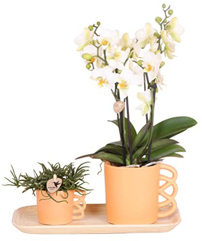 Kolibri Company - Set aus weißer Orchidee und Rhipsalis auf Bambustablett
