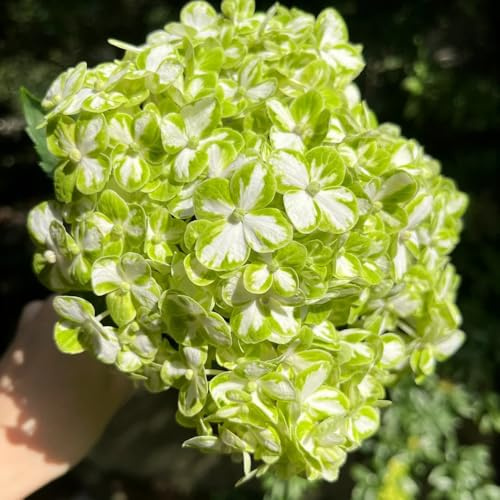 semi di ortensia resistenti, per balcone, perenni, giardino, interno, 50pcs