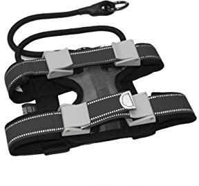 Cesar Millan Pack Leader Collar™ - Trainingshalsband des Hundeflüsterers Cesar Millan (Klein, Grau)