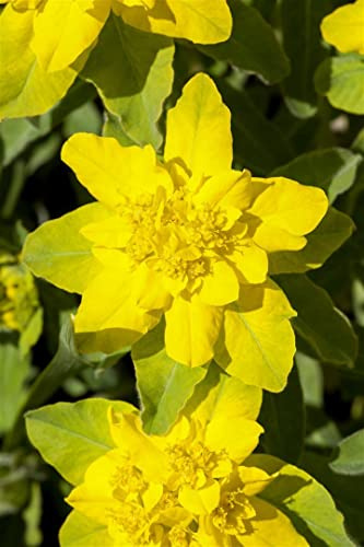 Euphorbia polychroma 9x9 cm Topf – Winterhart, Mehrjährig, Pflegeleicht – Gold-Wolfsmilch – Staude für Beet & Steingarten