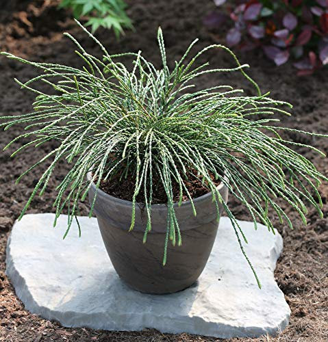 Faden Lebensbaum Whipcord 30-40cm - Thuja plicata - lebende Gartenpflanze aus den Baumschulen