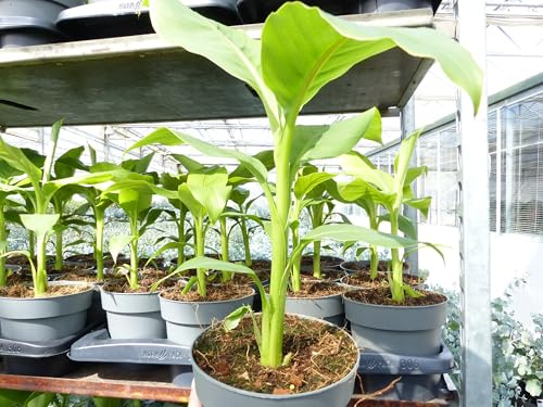 gruenwaren jakubik 4 Stück Bananenstaude Musa Basjoo 60-80 cm winterhart Staude japanische Faserbanane