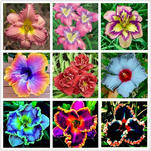 Taglilien,stück,taglilien winterhart mehrjährig,taglilien rhizome,Hemerocallis,Mysteriöse magische Glühbirne.-3stück-E