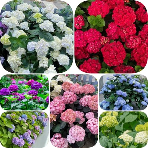Hortensien - alte sorten immergrüne sträucher winterhart exotische blumensamen gastgeschenk geschenke für gärtner sträucher blumendeko balkonpflanzen stauden winterhart 600Samen