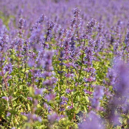 GARTEN SCHLÜTER® Katzenminze 'Superba' - 0,5 Liter - Topf | Nepeta x faassenii 'Superba' - reichblühende Staude mit blauvioletten Blüten und aromatischem Laub
