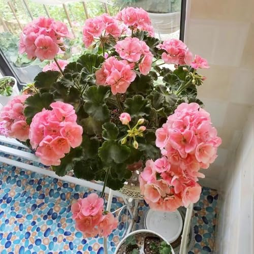 1000samen geranien - balkonpflanzen winterhart deko balkonblumen zimmerbonsai bonsai pflanzensamen zimmerpflanzen winterharte für