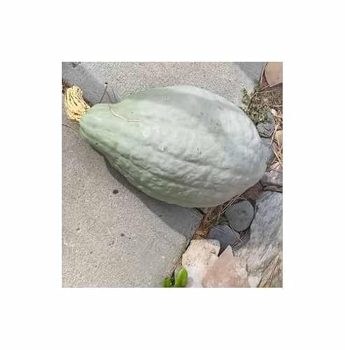 Stk - 5x Kürbis Hubbard Large Blue Gemüse Pflanzen - Samen KS583 - Seeds & Plants Shop by Ipsa