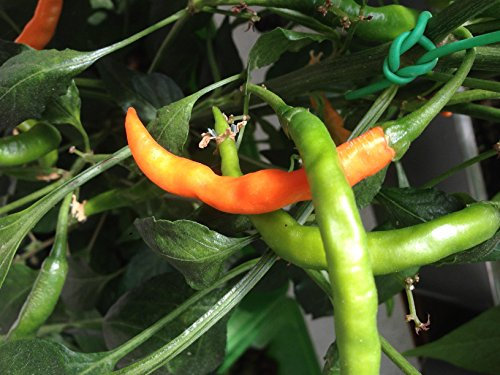 SEMI PEPERONCINO Chile DE ARBOL Naranja