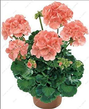 100 Pz fleur de géranium Rare iegato Geranio dans Vaso Camere Interni Casa jardin de fleurs pour plante: Un