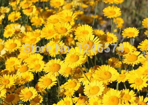 Graines de fleurs spéciales Heliopsis helianthoides graines de marguerite du soleil tournesol heliopsis Paquet de 100 graines