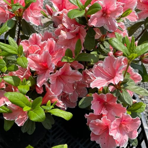 rhododendron sommerblumen zimmerbonsai bonsai dachbegrünung exotische zimmerpflanzen gewächshaus balkon blüten azalee winterhart schmetterlingsflieder immergrüne blumenstauden 150samen