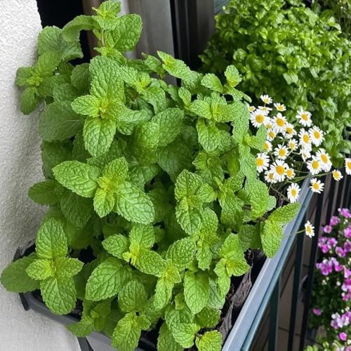 semillas de melisa - raro exótico de jardín resistentes resistentes en exteriores productos sostenibles jardín balcón, 50pcs
