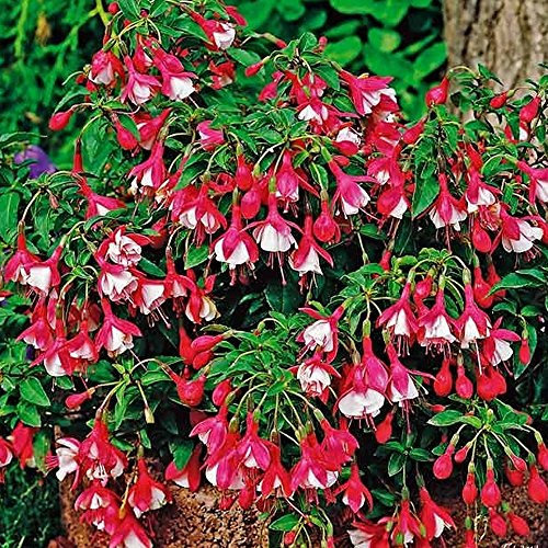 Fuchsia Lady Thumb - Outdoor Plants Garden Ready - Gorgeous Flowering Upright Garden Shrub - Hardy Plant for Pots, Containers, Flower Beds and Borders (3 Litre Pot, 20-40cm)