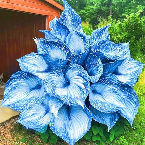 Facile Da Mantenere hosta rari Crescita Rapida Bellissimo Giardino-6bulbi-b