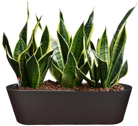 Sansevieria Bogenhanf - pflegeleichte Zimmerpflanzen - Sukkulenten frisch aus der Gärtnerei - Hydrokultur Set Sideboard Anthrazit - Höhe 25-30 cm - inkl. Gefäß, Blähton & Dünger - Green Me Up