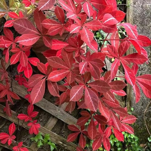 vite vergine - parthenocissus tricuspidata rare balcone crescita in 180semi