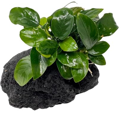WASSERPFLANZEN WOLFF - Schwarzer Lavastein mit Zwerg-Speerblatt - Anubias nana | Robuste Vordergrund Aquariumpflanze | Aufsitzerpflanze | barschfest & pflegeleicht