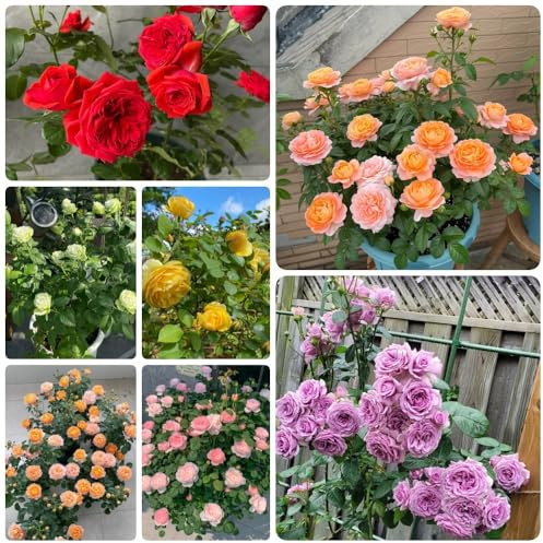 Semillas de jardín de rosales, arbustos en resistentes Rosa chinensis para lugares soleados de jardín semillas de decoración 250pcs