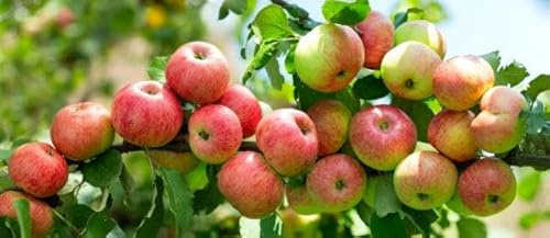 1 Apfelbaum Gala 120-150cm im großem Topf Apfelbaum Busch Obstbaum Apfel Malus süße, knackige Kinder- & Familienäpfel – sichere Ernte – pflegeleicht, winterhart