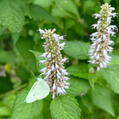 semi di ortica profumata, esotiche per giardino di prodotti sostenibili da balcone vecchie varietà medicinali perenni resistenti 150pcs