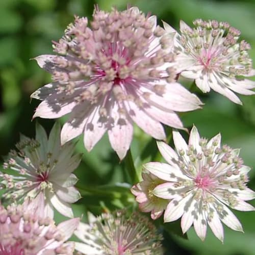 semillas de apio maestro, sostenibles balcón semillas orgánicas silvestres primavera silvestres Decoraciones jardín 400semillas
