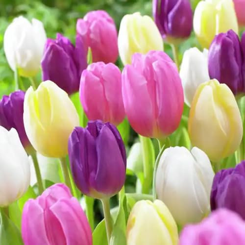 Tulip Bulbs-Tulip Plant Tulip Bulbs UK Tulip Bulbs for Planting Now UK,Garden Flowers,Ornamental Flowers,Wedding Flowers,Hardy Perennial-5bulbs-e