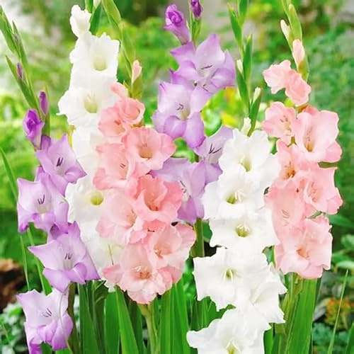 Vnuhgzs Gladiolos de fácil cuidado/gladiolos/decoración interior y exterior/fácil de cultivar-15 rizoma-E