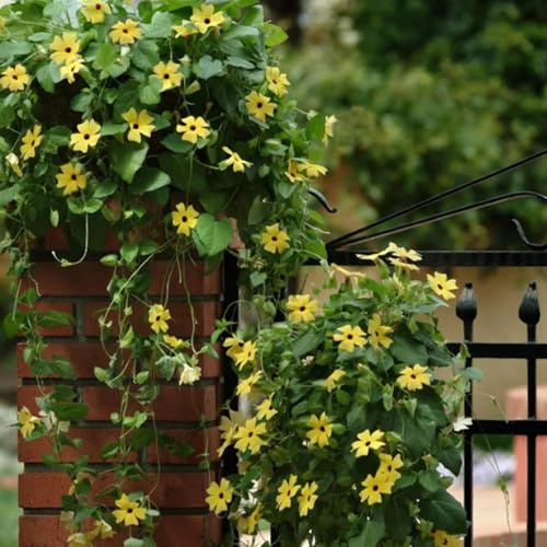 semillas de la Susana de ojos negros, raras semillas silvestres aptas para las abejas trepadoras antiguas exóticas 85pcs