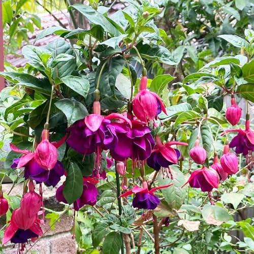 Fuchsiensamen pflanzensamen zimmerpflanzen gartenkräuter kräuterpflanzen frühblüher kräutergarten herbstblumen Fuchsien indoor garten hochbeet topfpflanzen draußen winterhart 50samen