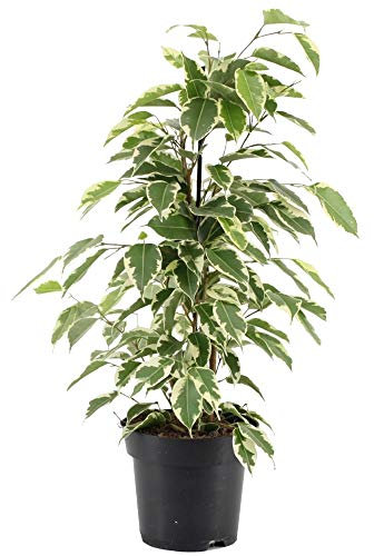 Ficus Starlight Figuier Pleureur Panaché Plante pour Maison ou Bureau (30-40 cm en Pot)