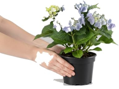 Hydrangea Macrophylla Azul Hortensia para Jardín DECOALIVE - Planta Natural en Maceta 10 cm de Diámetro y 20 cm de Altura