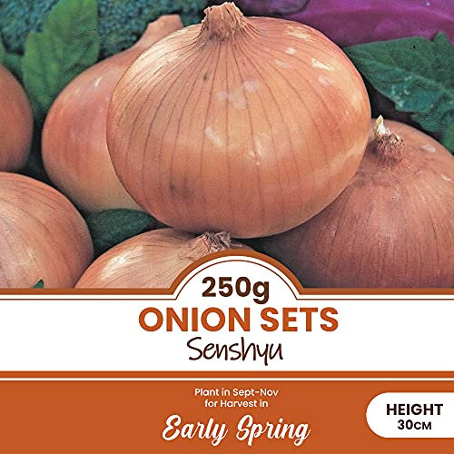 250 Grams Onion Sets Senshyu – High Yielding Crops – Perennial – Popular Japanese Over Wintering Onion – for YOR Beautiful Garden