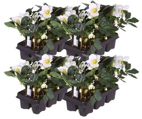 Plants by Frank | Set von 24 Christrosen Pflanzen | 24x Helleborus niger 'Christmas Carol' | 7 cm Ø | 20 cm | Winterharte Christrosen Pflanzen | Gartenpflanzen | Winterharte Pflanzen für Garten