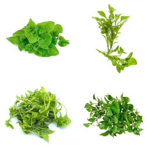 semi di crescione biologico resistente giardino da interno, invernali crescione, resistenti 100pcs