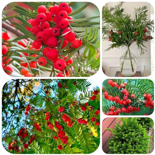 eibe taxus baccata, winterharte garten gartenpflanzen winterharte kübelpflanzen 40pcs