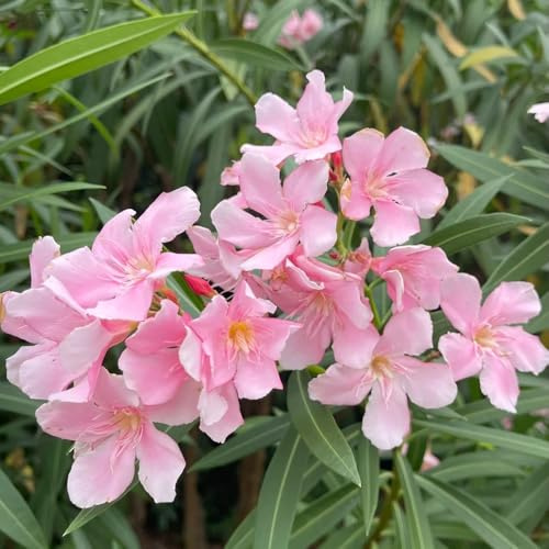 Semi di oleandro resistenti verdi, decorazioni da giardino per esterni da resistenti Le da giardino sono perenni 30pcs