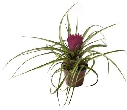 Mini Planta del Aire con Flor Rosa Tillandsia Cyanea Planta Natural de Interior