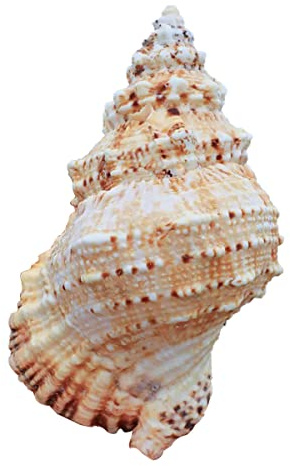 Coquille de mer naturelle. Énormes coquillages géants de conque océanique, parfaits for la décoration de mariage, les fêtes sur le thème de la plage, les décorations for la maison, les loisirs créatif