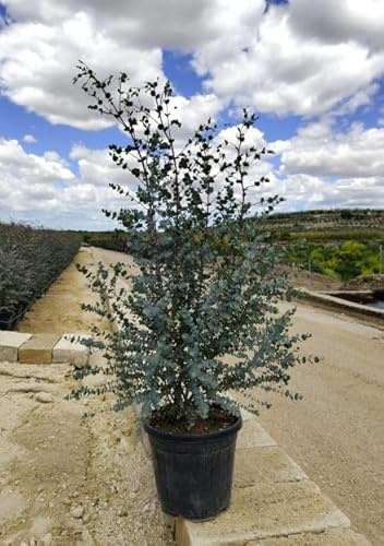 Eucalyptus Winterharter, 50-70 cm, Outdoor-Pflanze, Violette Blüten, Pflegeleicht, Sonniger Standort