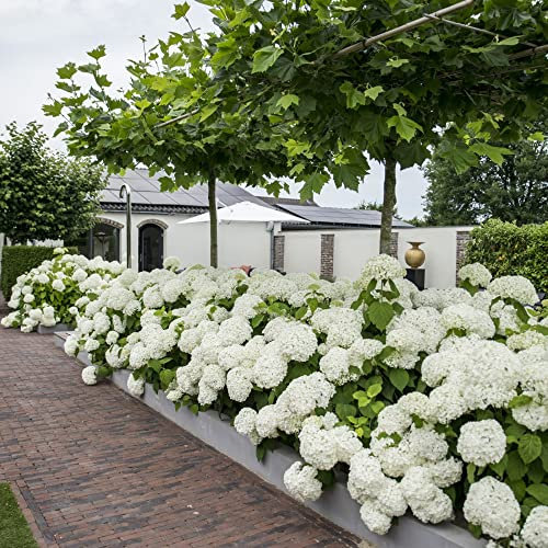 Hydrangea arborescens Plant 'Strong Annabelle' 'Abetwo' Sevenbark Compact Deciduous Hardy Shrub White Blooms Easy to Grow Your Own Garden Flowers 3-Litre Potted Plants by Thompson and Morgan