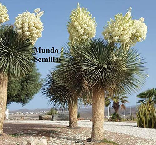 Portal Cool Yucca Rostrata - Spettacolare Bloom - 20 Semi Frescas: Semillas