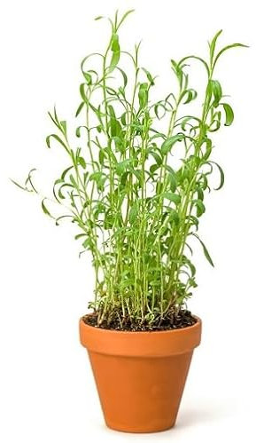 Fresh 70Pcs Green Tarragon Plant Seeds