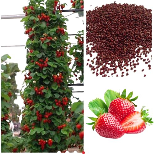 Be-Creative Climbing Strawberry Plant Seeds, Red Sweet Delicious Strawberries, Garden Balcony Terrace Fruit Plant Viable Seeds (10)