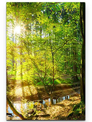 Leinwandbilder | Bilder Leinwand 90x60cm Wald im Sonnenschein