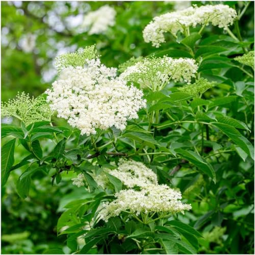 5 Elder Flower Hedge Plants 1-2ft,Make Elderberry Wine & Elderflower Lemonade 3fatpigs®