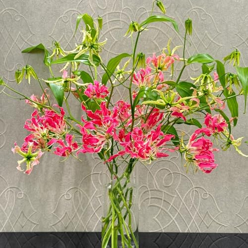 bulbos de lirio de llama - de balcón, rara lirio antorcha, perenne resistente bulbos, trepadoras perennes y resistentes frescas, 4pcs