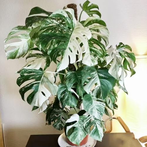 semillas de monstera, jardín interior 100pcs